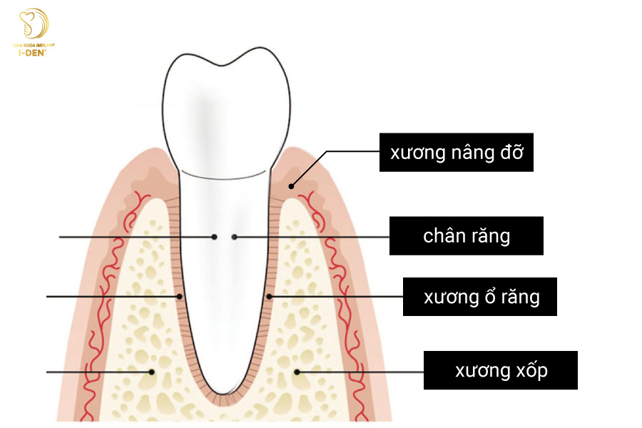 Cấu trúc xương ổ răng