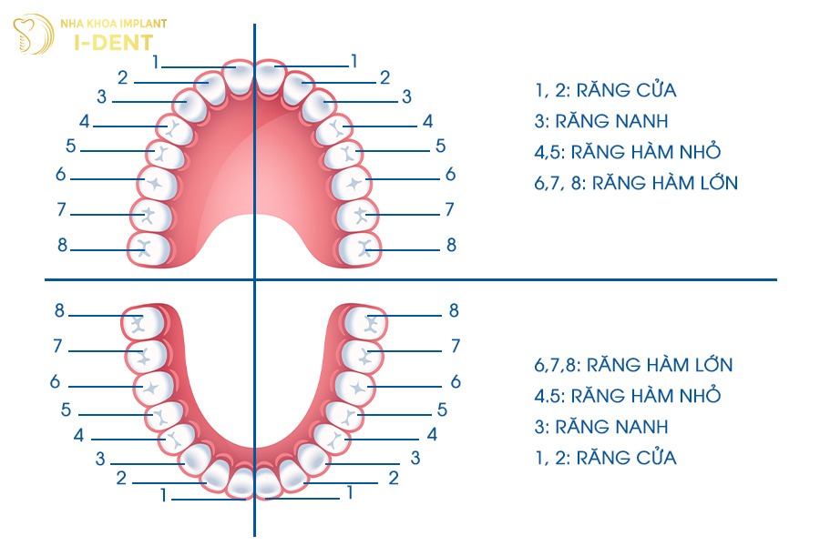 Cấu tạo của răng của người trưởng thành