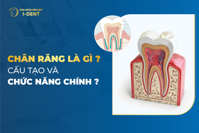 Chân răng là gì? Cấu tạo và chức năng chính
