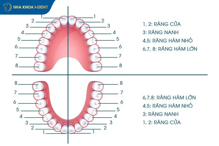 mất răng có niềng được không
