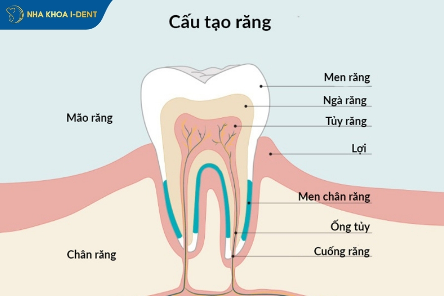 mất chân răng trồng được không